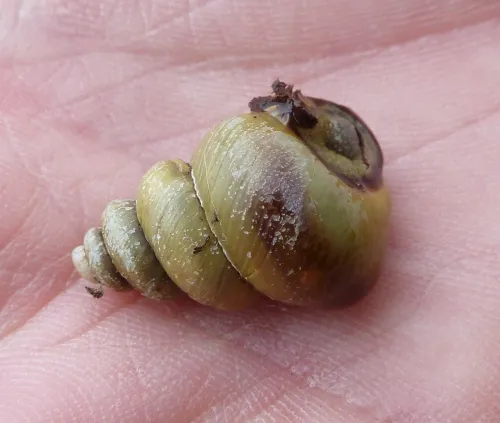 Brown-lipped Snail - photo 8
