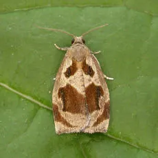 Brown Oak Tortrix
