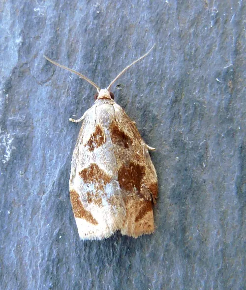 Brown Oak Tortrix - photo 2