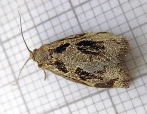 Brown Oak Tortrix - photo 3