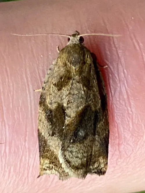Brown Oak Tortrix - photo 4