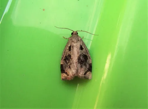 Brown Oak Tortrix - photo 5
