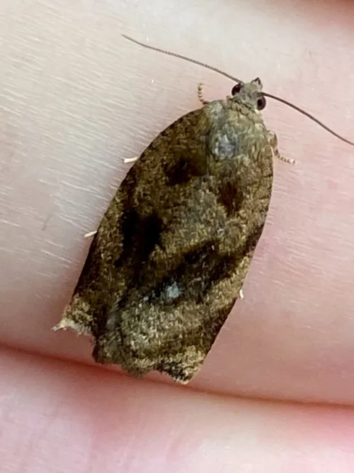 Brown Oak Tortrix - photo 6