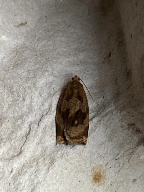 Brown Oak Tortrix - photo 7