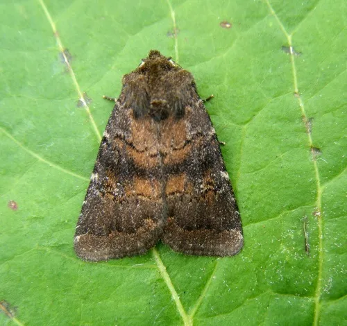 Brown Rustic - photo 2