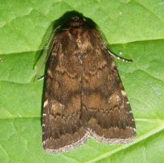 Brown Rustic - photo 3