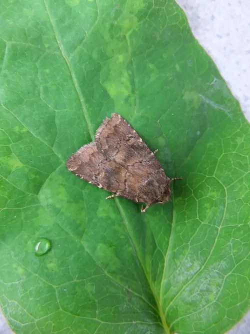 Brown Rustic - photo 4