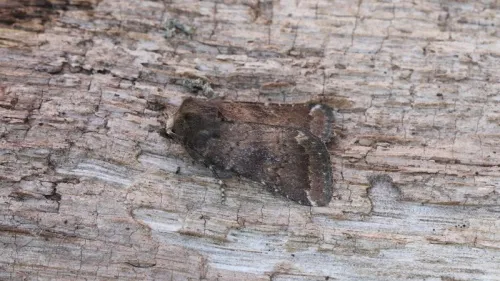 Brown Rustic - photo 5