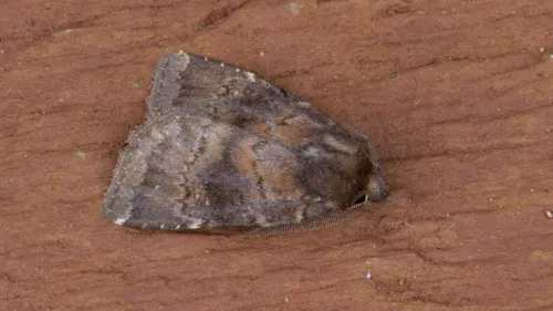 Brown Rustic - photo 6