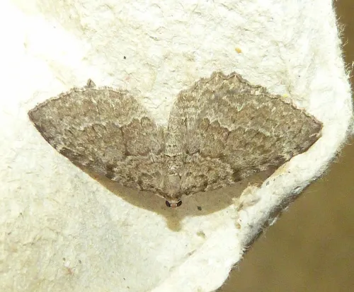Brown Scallop - photo 2