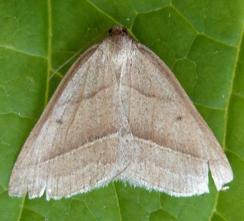 Brown Silver-line - Petrophora chlorosata