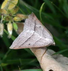 Brown Silver-line - photo 5