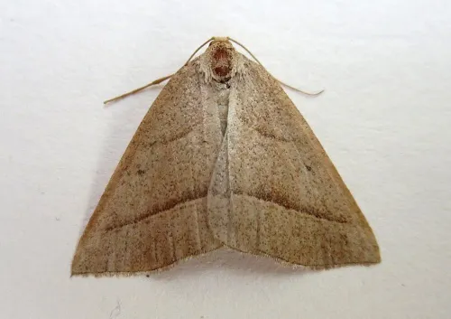 Brown Silver-line - photo 6