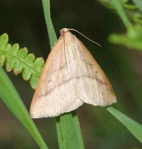 Brown Silver-line - photo 7