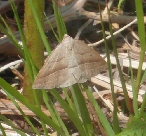 Brown Silver-line - photo 8