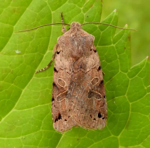 Brown-spot Pinion - photo 2