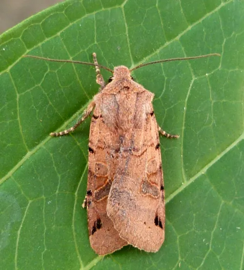 Brown-spot Pinion - photo 3