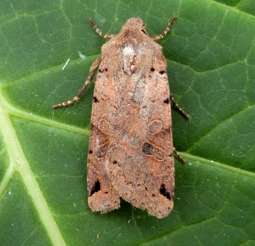 Brown-spot Pinion - photo 4