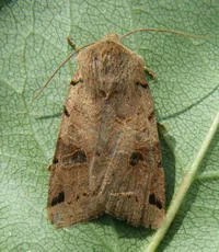 Brown-spot Pinion - photo 5