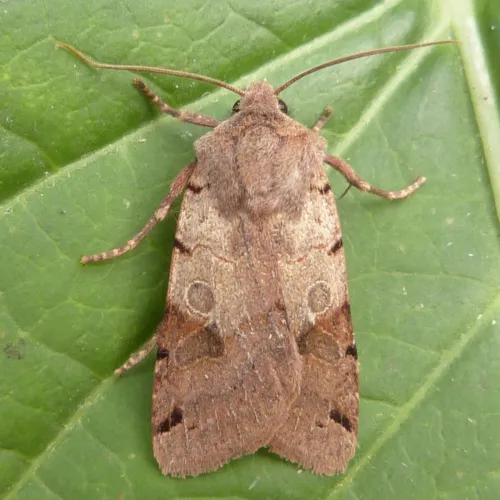 Brown-spot Pinion - photo 7