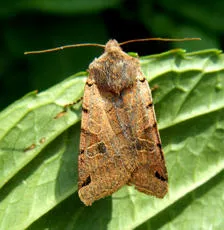 Brown-spot Pinion - photo 8