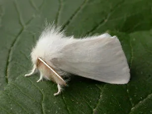 Brown-tail