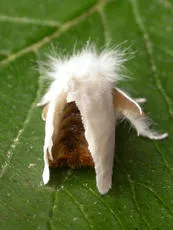 Brown-tail - photo 3