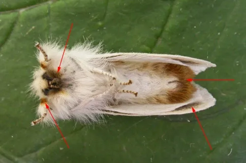 Brown-tail - photo 5