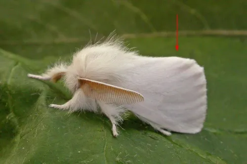 Brown-tail - photo 6