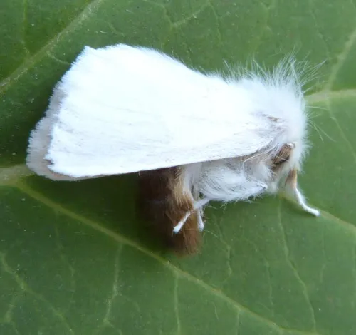 Brown-tail - photo 8