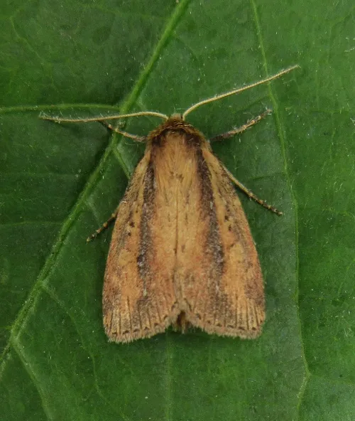 Brown-veined Wainscot