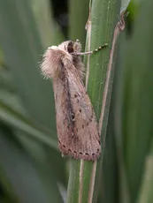 Brown-veined Wainscot - photo 2