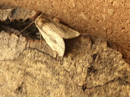 Brown-veined Wainscot - photo 3