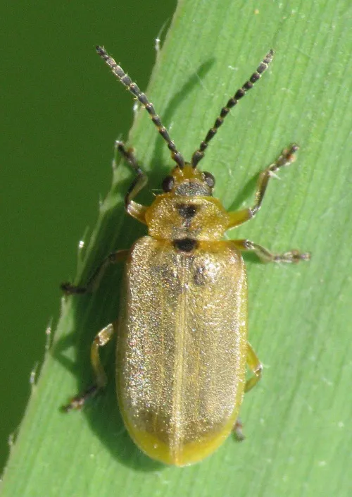 Brown Willow Beetle - Galerucella lineola