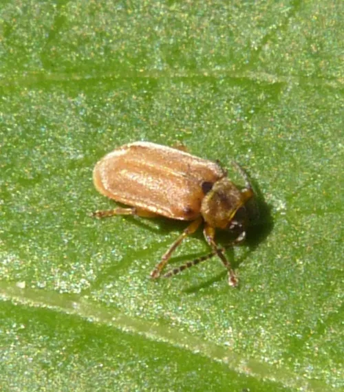 Brown Willow Beetle - photo 2