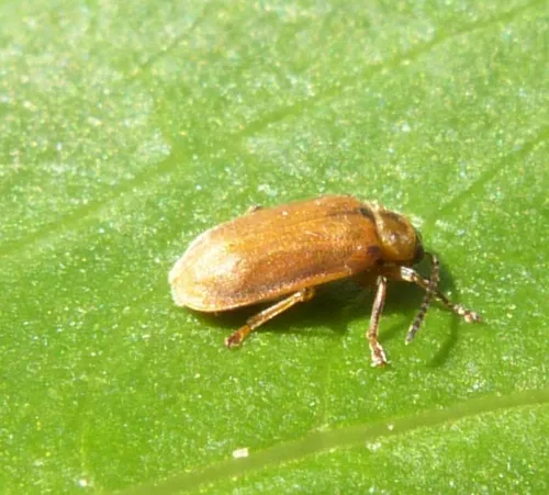 Brown Willow Beetle - photo 3
