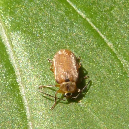 Brown Willow Beetle - photo 4