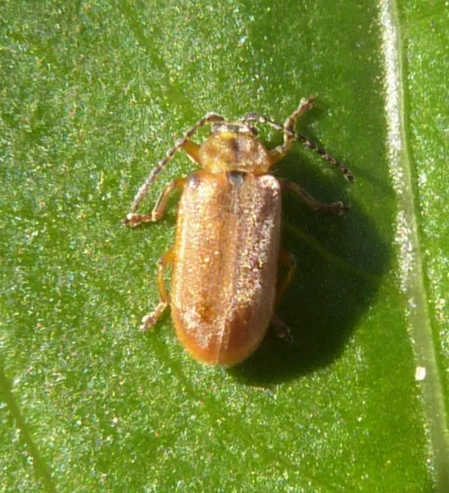 Brown Willow Beetle - photo 5