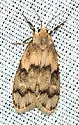 Bruceia hubbardi - Hodges#8095