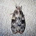 Bruceia hubbardi - Hodges#8095 - photo 2