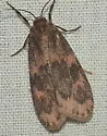 Bruceia hubbardi - Hodges#8095 - photo 3