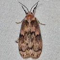 Bruceia hubbardi - Hodges#8095 - photo 4