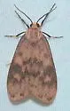 Bruceia pulverina - Hodges#8094
