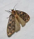 Bruceia pulverina - Hodges#8094 - photo 2