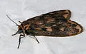 Bruceia pulverina - Hodges#8094 - photo 3