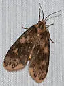 Bruceia pulverina - Hodges#8094 - photo 4