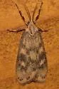 Bruceia pulverina - Hodges#8094 - photo 5