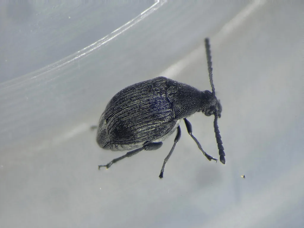 Bruchidius cisti 0