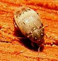 Bruchidius terrenus - Bruchidius terrenus