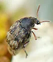 Bruchidius terrenus - photo 3